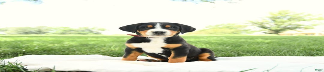 Harvey