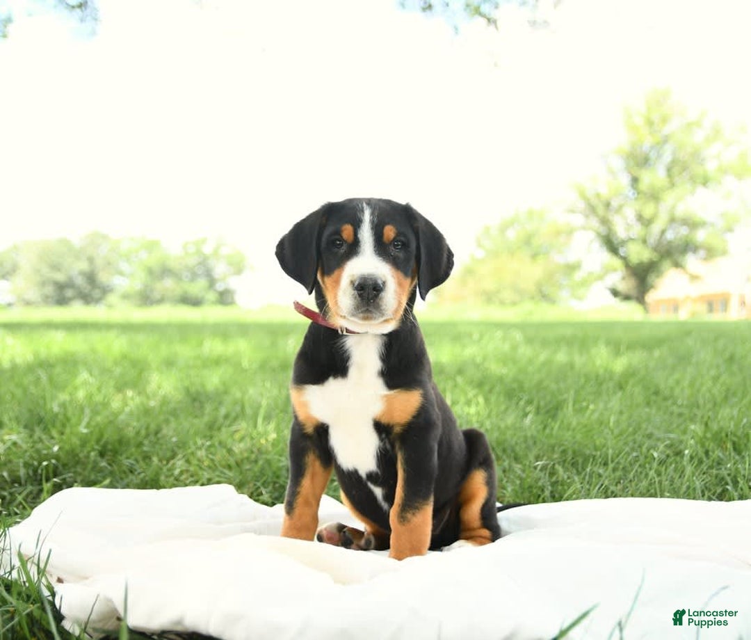 Greater Swiss Mountain Dog dogs for sale: Harvey - Image 12
