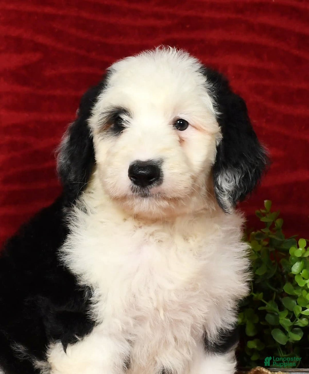 Sheepadoodle dogs for sale: Roscoe - Image 3