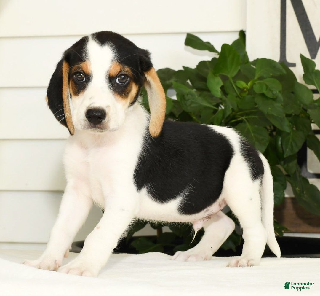 Beagle dogs for sale: Parker - Image 1