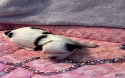 Shih Tzu dogs for sale: Ruby - Image 1