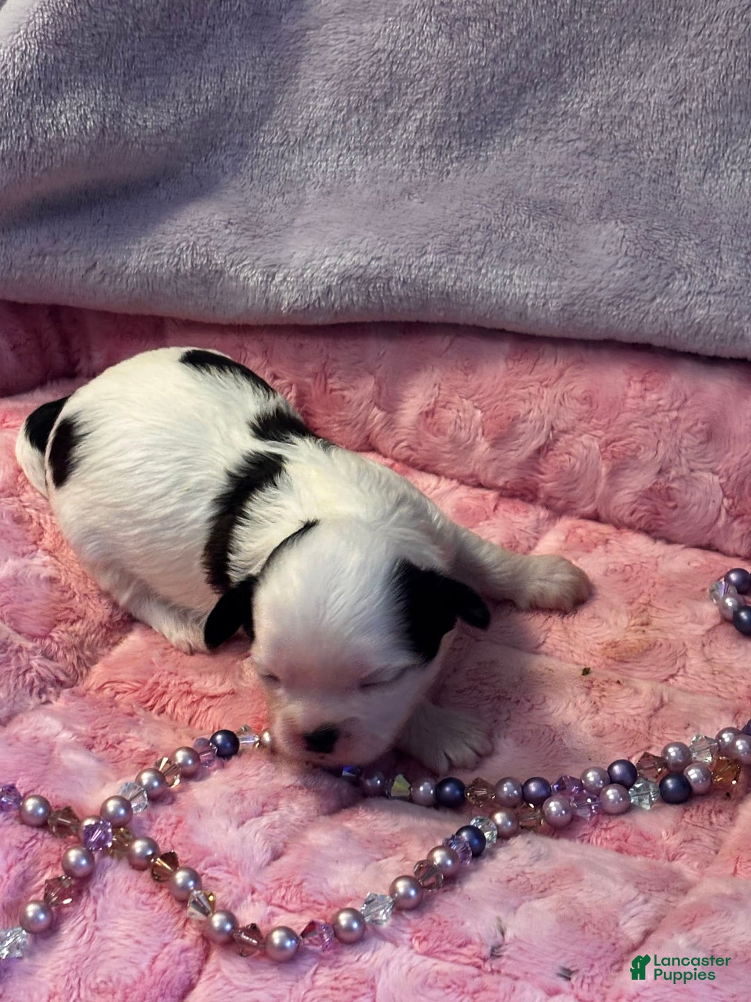Shih Tzu dogs for sale: Ruby - Image 1
