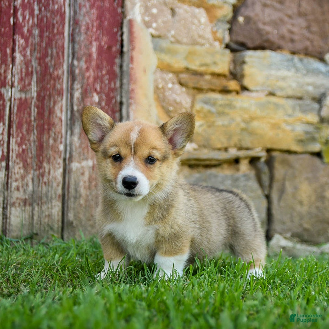 Welsh Corgi Pembroke dogs for sale: Welsh Corgi (Pembroke) 8 puppies - Image 4