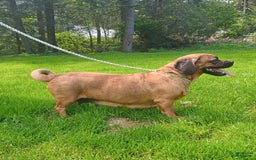 Pug dogs for sale: Molly - Image 1