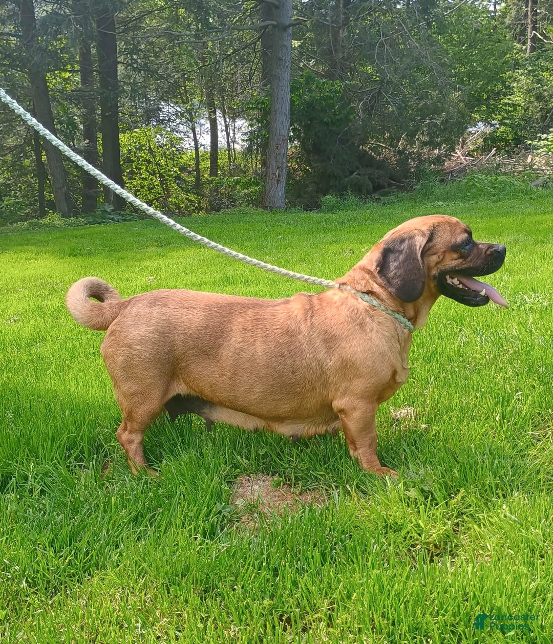 Pug dogs for sale: Molly - Image 1