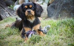 Cavalier King Charles Spaniel dogs for sale: Pluto - Image 30