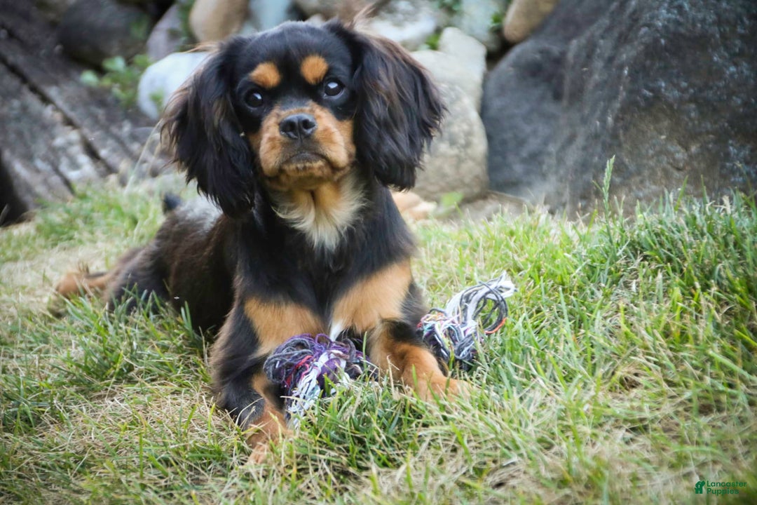 Cavalier King Charles Spaniel dogs for sale: Pluto - Image 30