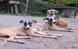 Whippet dogs for sale: Oscar - Image 11