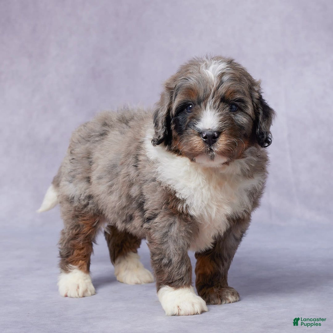 Mini Bernedoodle dogs for sale: Jace - Image 2