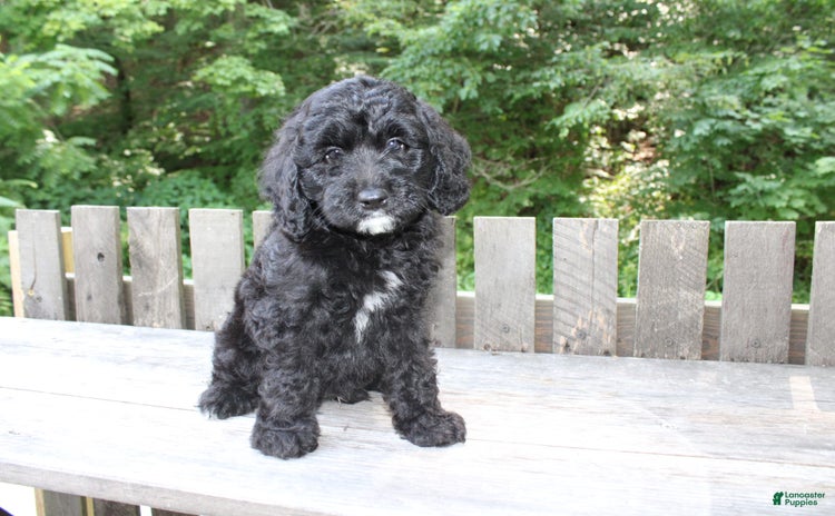 Mini Goldendoodle dogs for sale - Ad 2