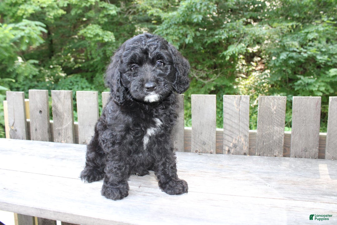 Mini Goldendoodle dogs for sale: Keith - Image 1