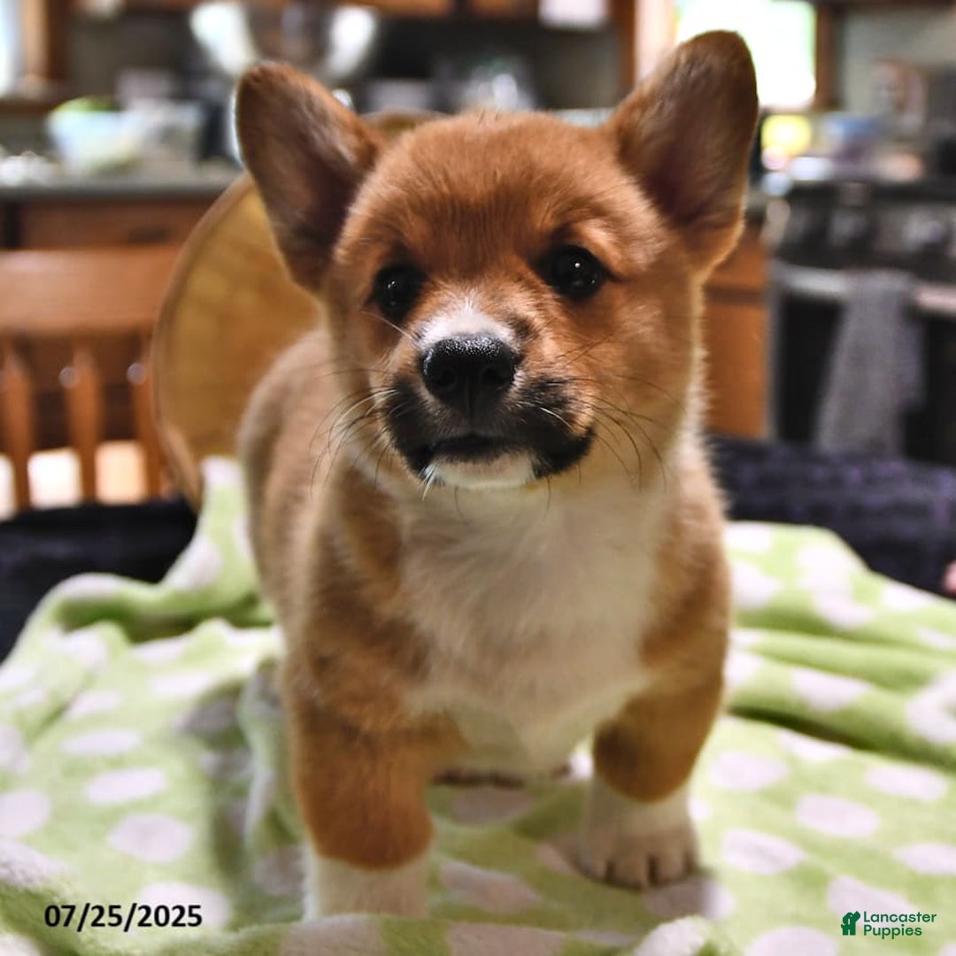 Welsh Corgi Pembroke dogs for sale: Tj - Image 9