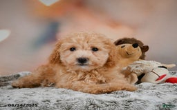 Bichpoo dogs for sale: Jessica - Image 6