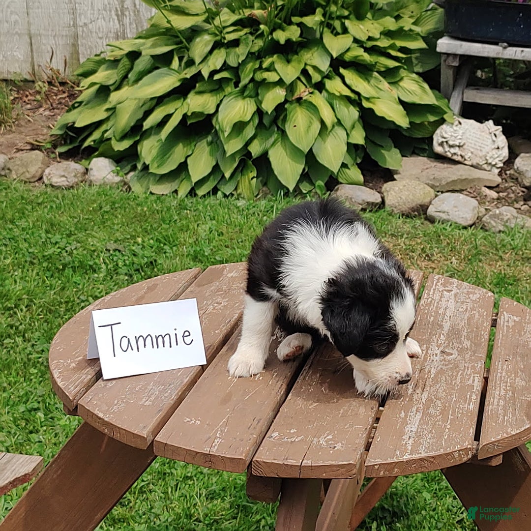 Border Collie dogs for sale: Tammie - Image 3