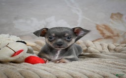Chihuahua dogs for sale: Sally - Image 4