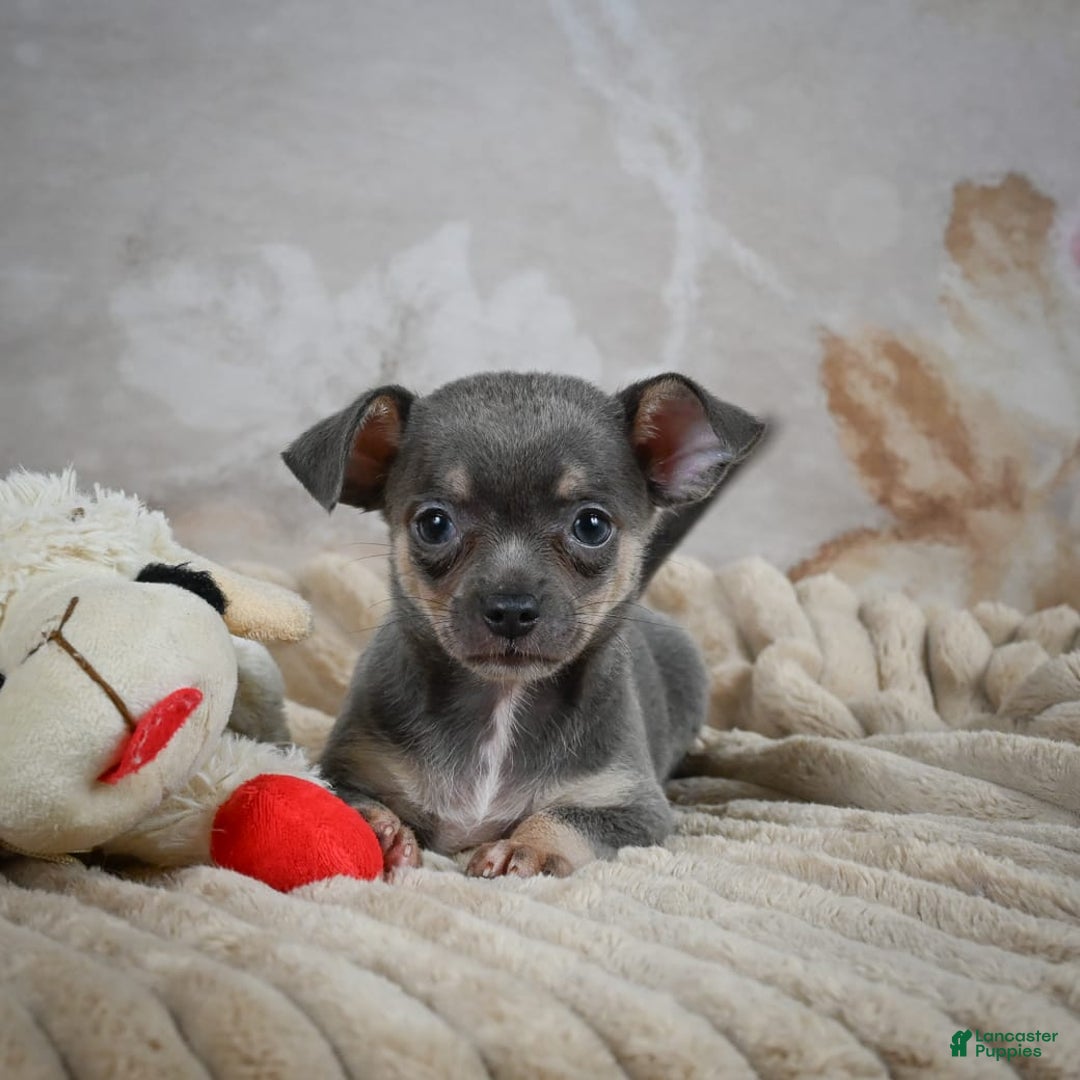 Chihuahua dogs for sale: Sally - Image 4