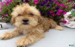 Shorkie dogs for sale: Dexter - Image 1