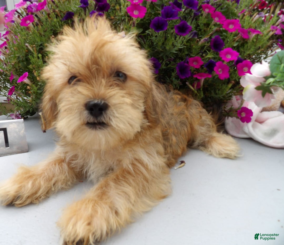Shorkie dogs for sale: Dexter - Image 1