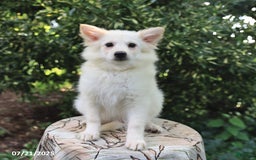 American Eskimo dogs for sale: Scout - Image 2