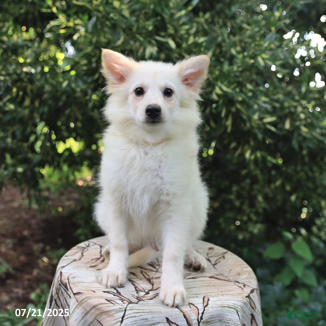 American Eskimo dogs for sale: Scout - Image 2