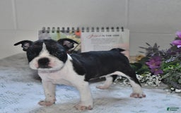 Boston Terrier dogs for sale: Jeffery - Image 3