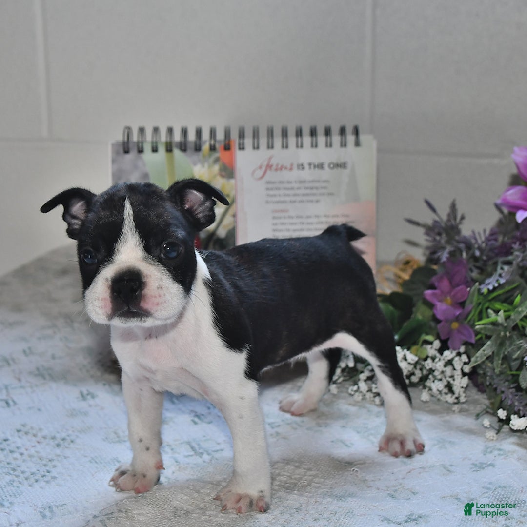 Boston Terrier dogs for sale: Jeffery - Image 3
