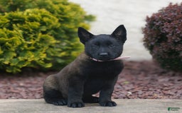 Belgian Malinois dogs for sale: Daria - Image 2