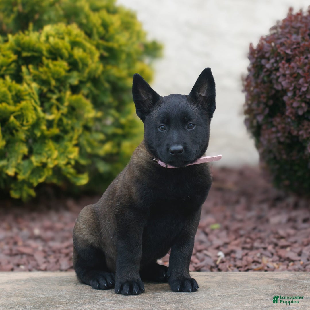 Belgian Malinois dogs for sale: Daria - Image 2