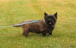 Cairn Terrier dogs for sale: Blackie - Image 5