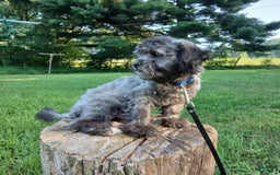Shihpoo dogs for sale: Chucky - Image 2