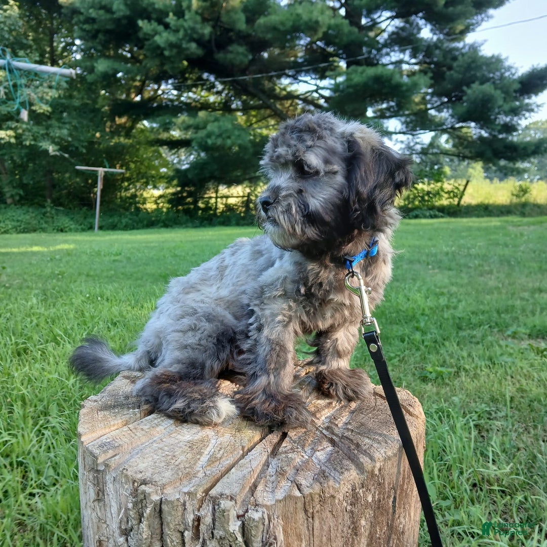 Shihpoo dogs for sale: Chucky - Image 2