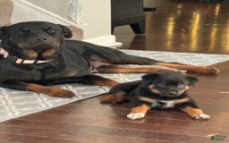 Rottweiler dogs for stud: Harley - Image 2