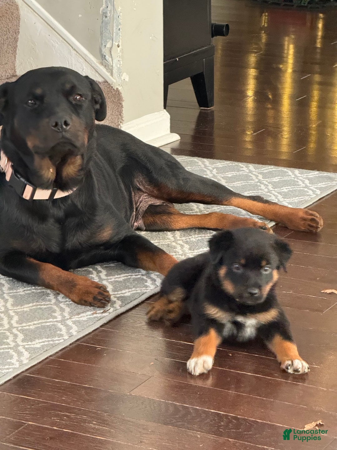 Rottweiler dogs for stud: Harley - Image 2