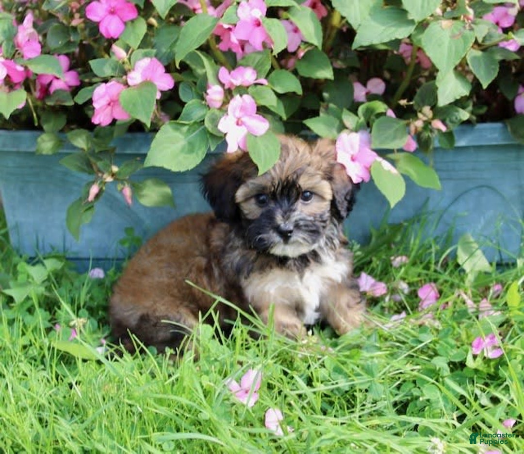 Shihpoo dogs for sale: Lily - Image 1