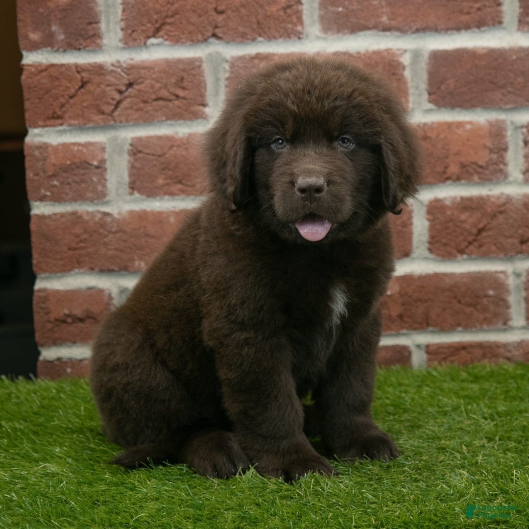Newfoundland dogs for sale: Max - Image 1