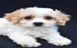 Cavachon dogs for sale: Brook - Image 6