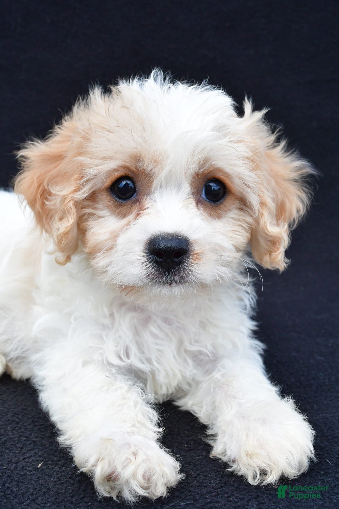 Cavachon dogs for sale: Brook - Image 6