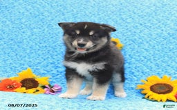 Pomsky dogs for sale: Murphy - Image 4