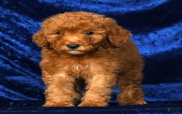 Mini Goldendoodle dogs for sale: Duke - Image 9