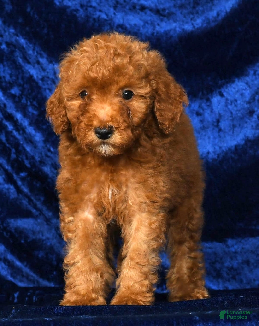 Mini Goldendoodle dogs for sale: Duke - Image 9