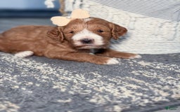 Goldendoodle dogs for sale: Charlotte - Image 15