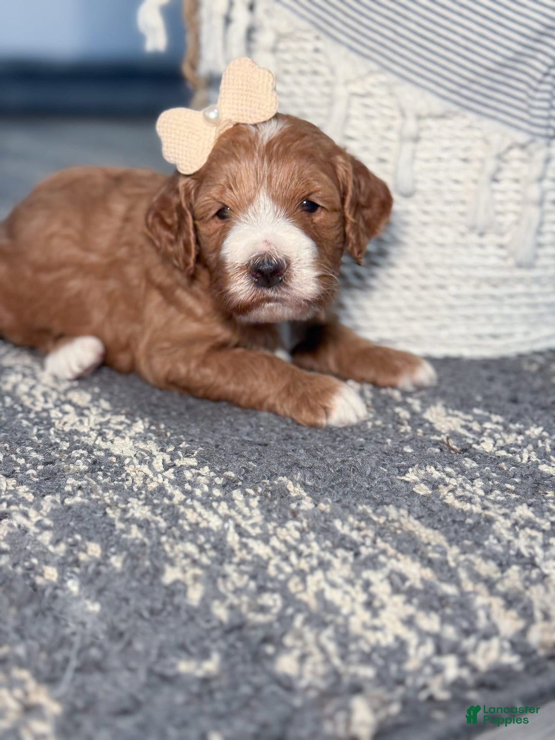Goldendoodle dogs for sale: Charlotte - Image 15