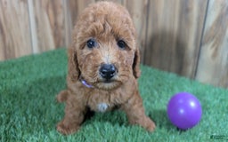 Miniature Poodle dogs for sale: Little Honey Girl 4 - Image 4