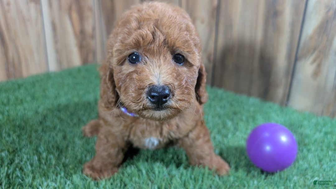 Miniature Poodle dogs for sale: Little Honey Girl 4 - Image 4