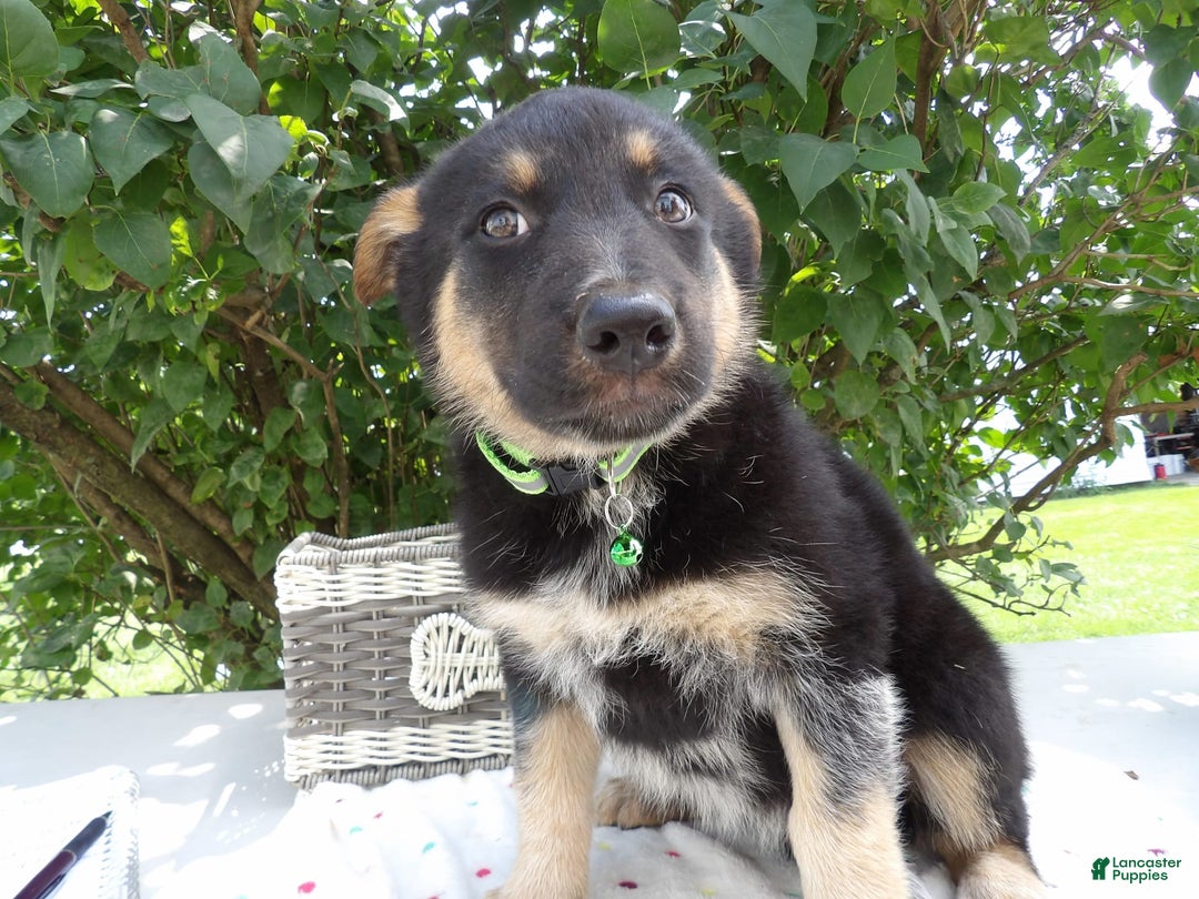 German Shepherd dogs for sale: Misty - Image 1
