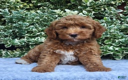 Cavapoo dogs for sale: Cavapoo 5 puppies - Image 12