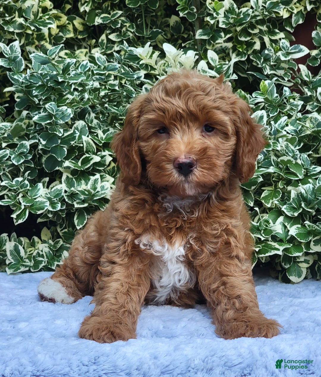 Cavapoo dogs for sale: Cavapoo 5 puppies - Image 12