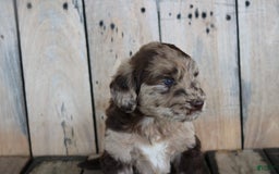 Newfoundland dogs for sale: Nugget - Image 2