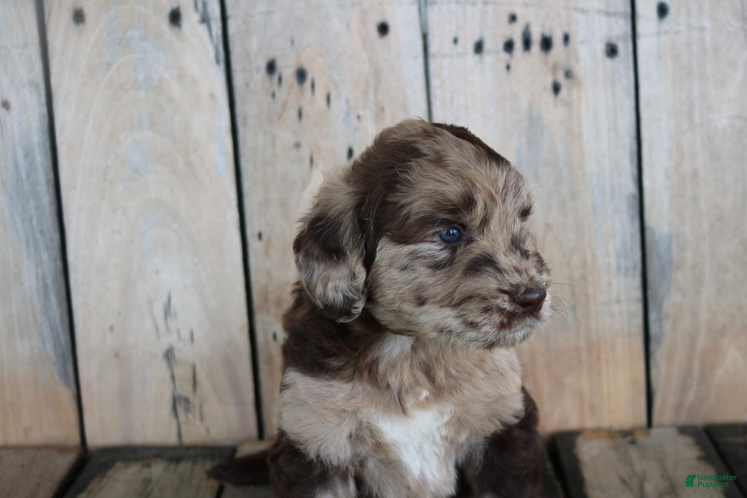 Newfoundland dogs for sale: Nugget - Image 2