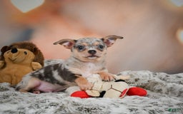 Chihuahua dogs for sale: Benji - Image 3